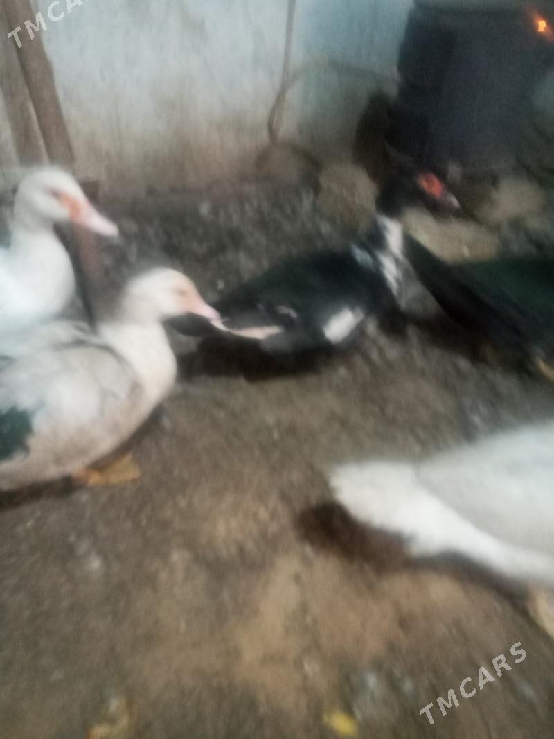 indautga ene makiler - Мары - img 1