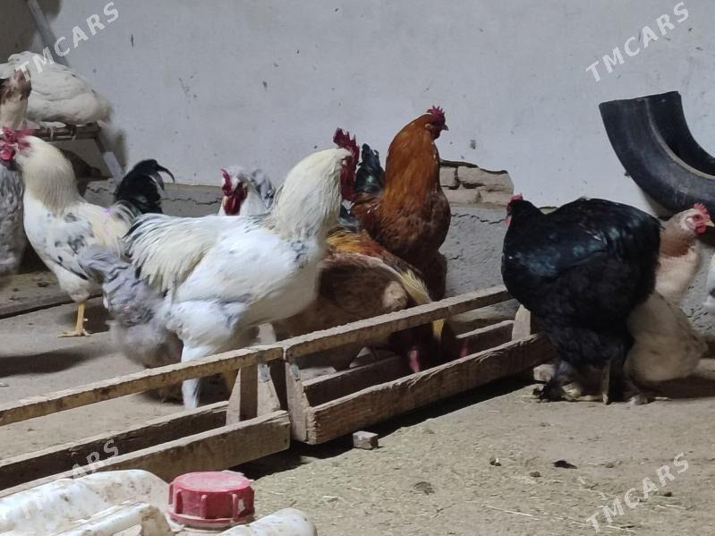 towuk - Mary - img 1