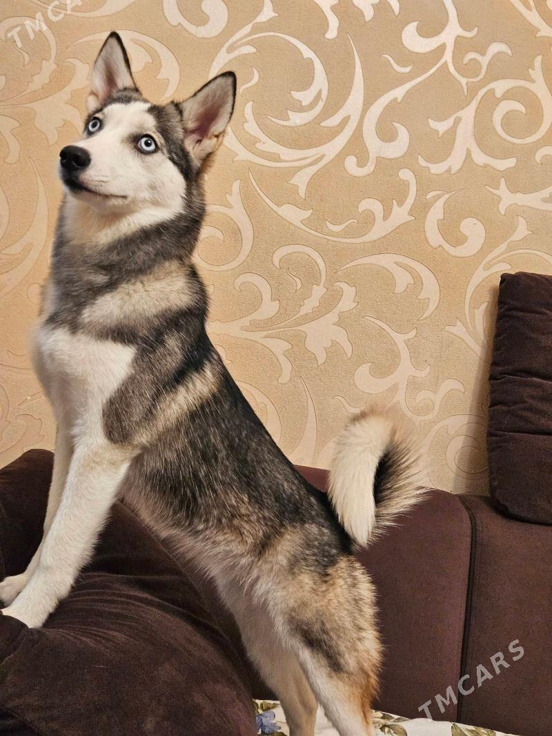 haski хаски - Мир 2 - img 1