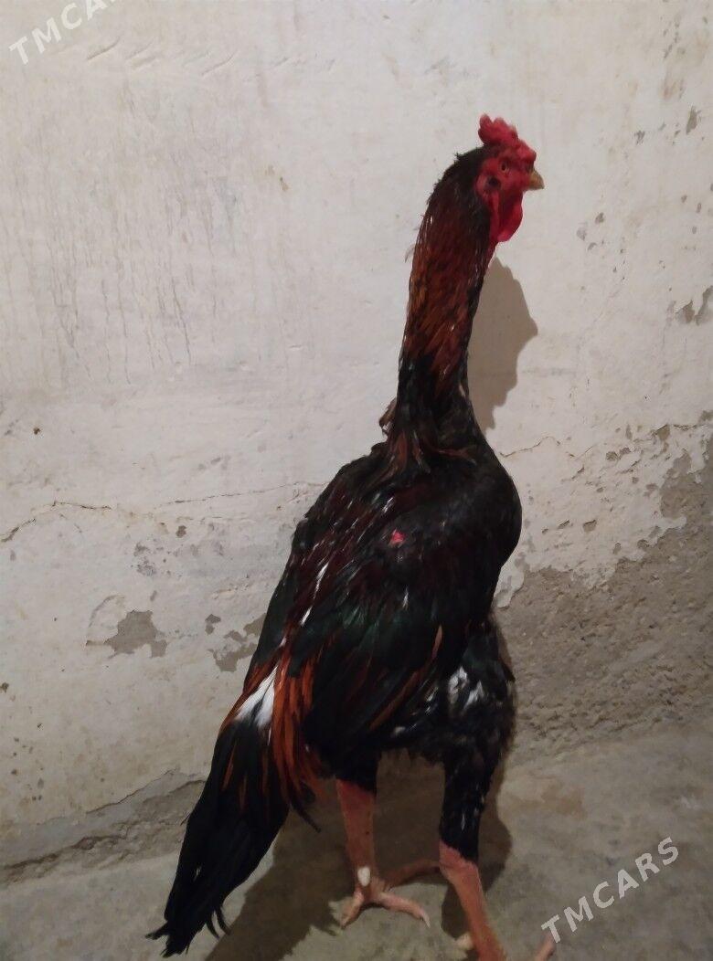 BAYES TASKENT HORAZ - Эсенгулы - img 1