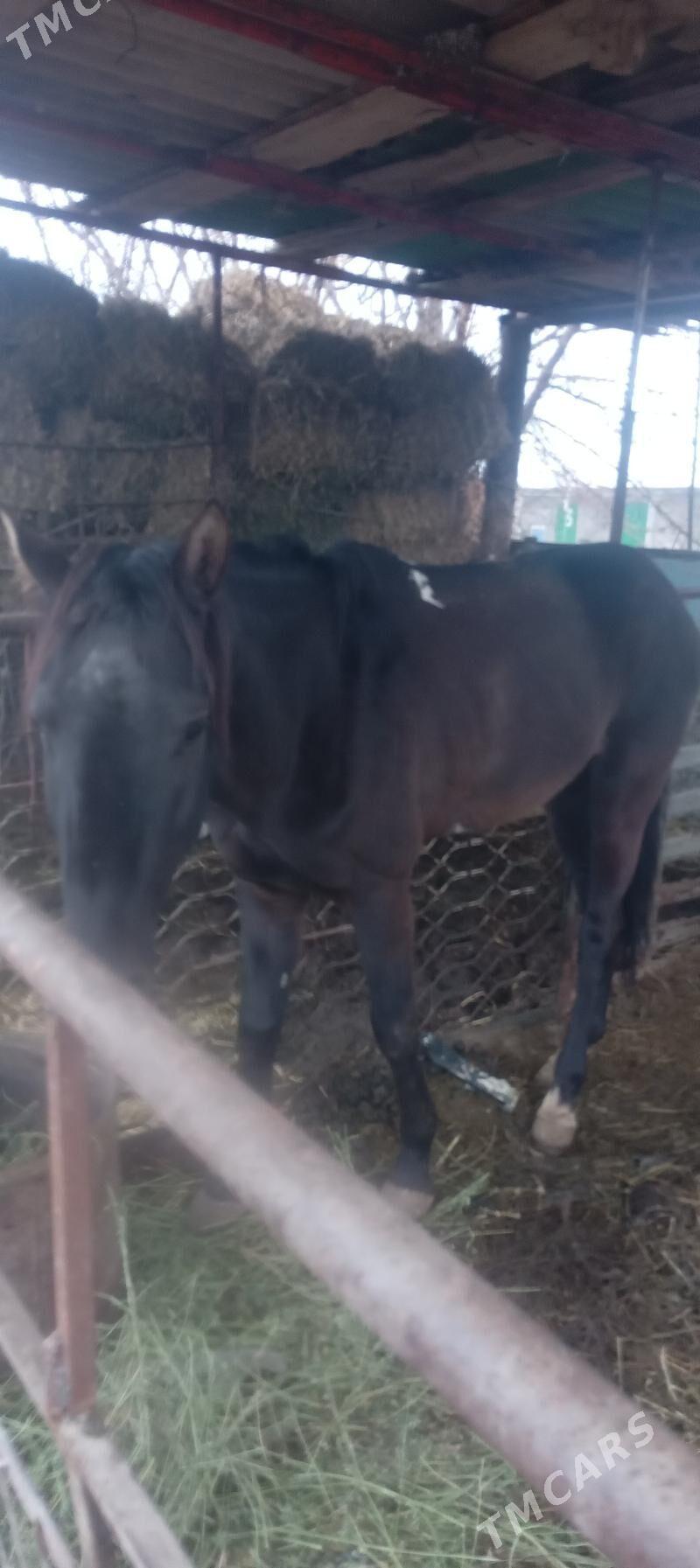 At - Гуртли - img 1