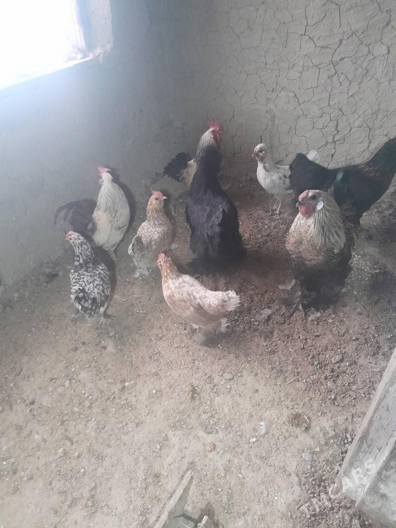 karlik - Бахарден - img 1