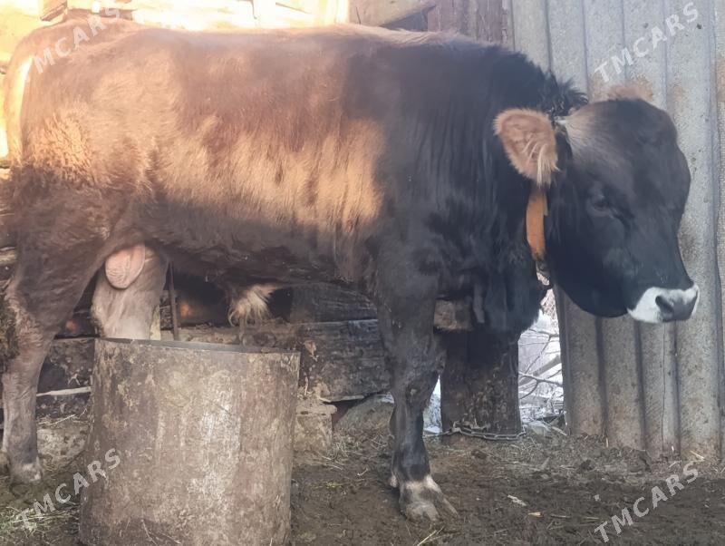 Ökuz - Gökdepe - img 1