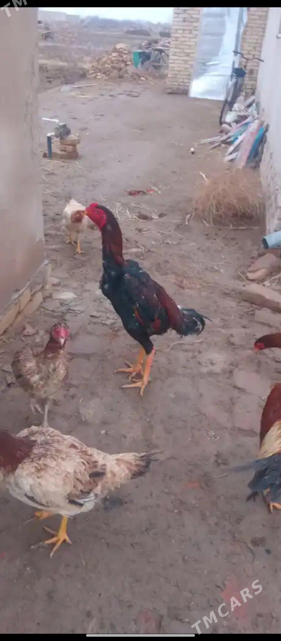 Horaz - Гороглы (Тагта) - img 1