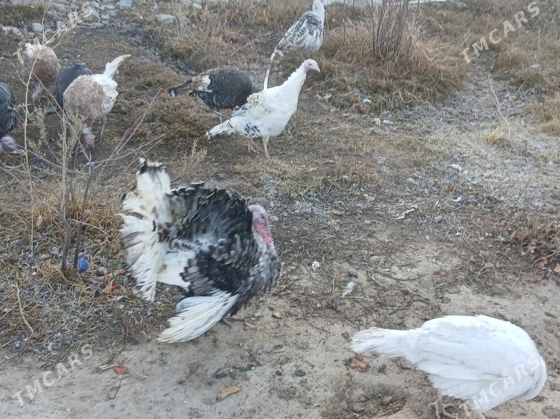 induk - Aşgabat - img 1