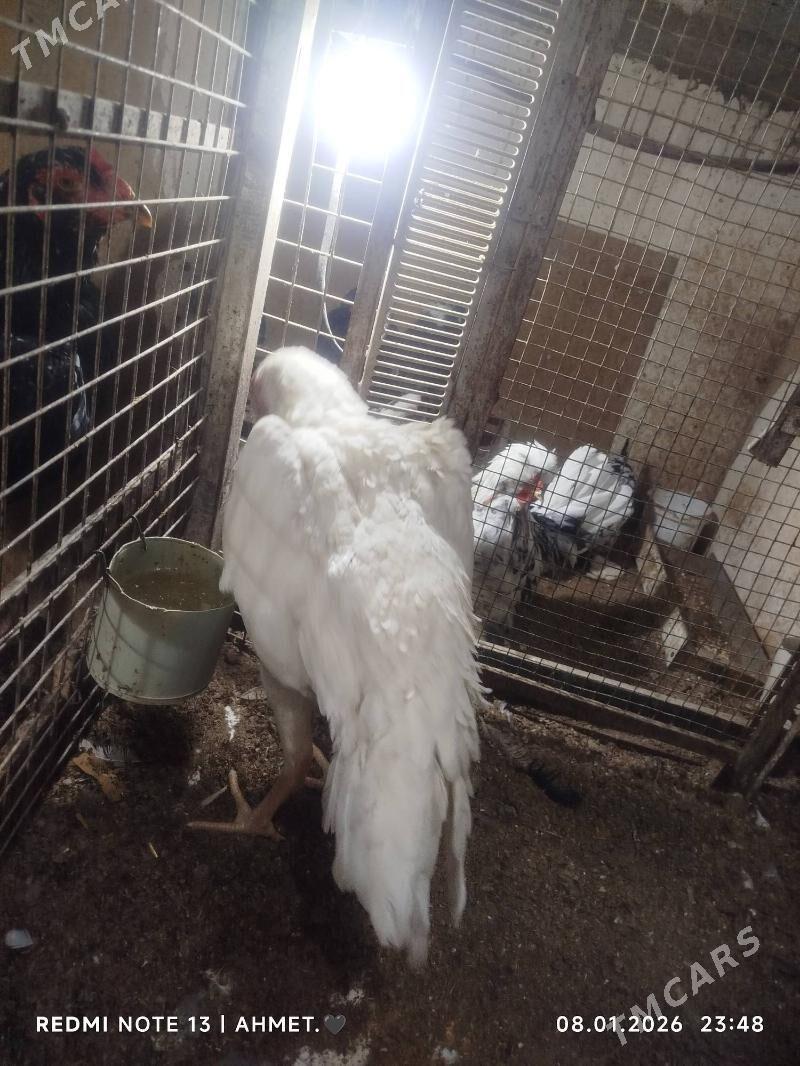 ОООШАМООО - Туркменабат - img 1