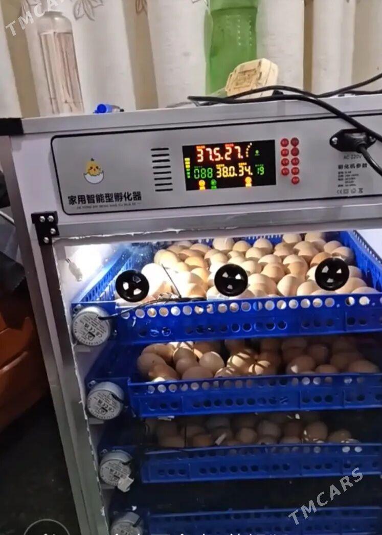 Elektroniki jüýje inkewatory - Койтендаг - img 1