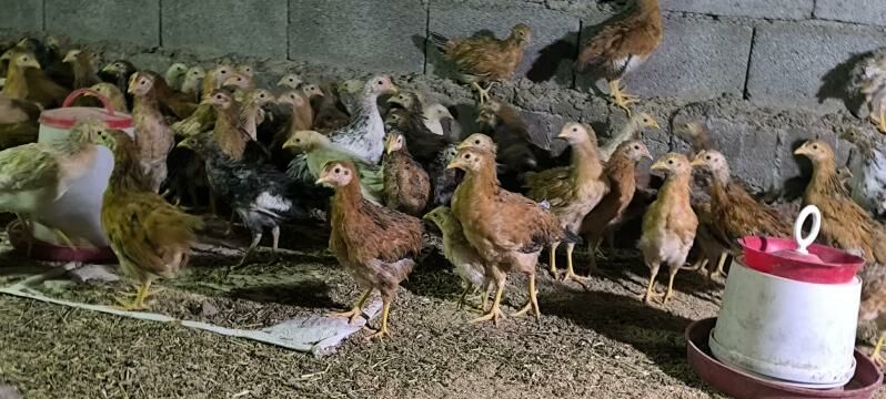 juyje - Гёкдепе - img 1