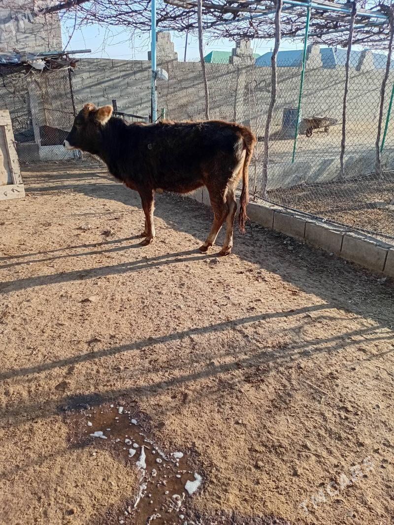 tvwe - Bäherden - img 1