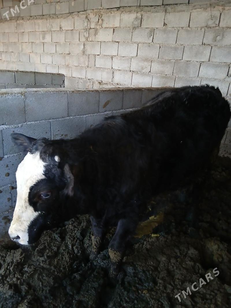 Öküz - Gypjak - img 1