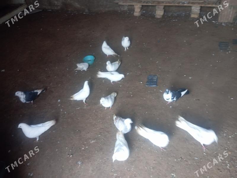 kepderiler - Köneürgenç - img 1