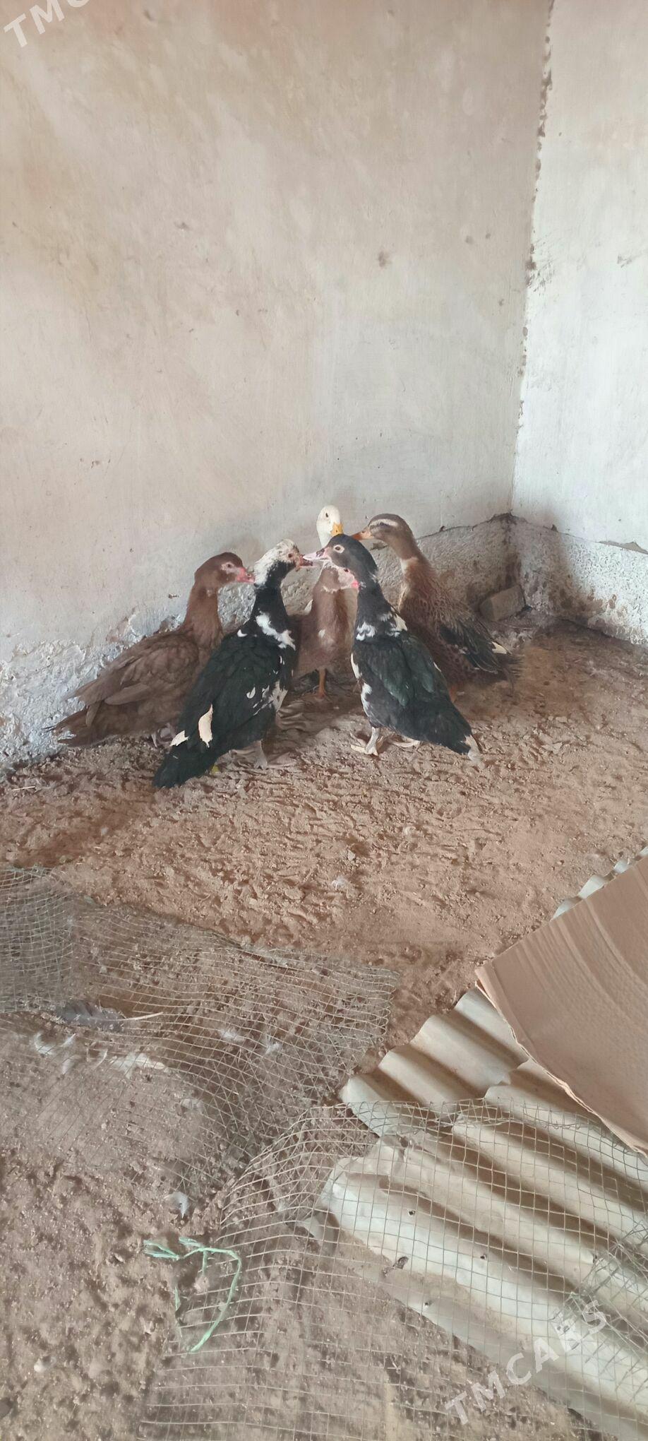 Indautga ýaşylbaş ördekler - Мары - img 1