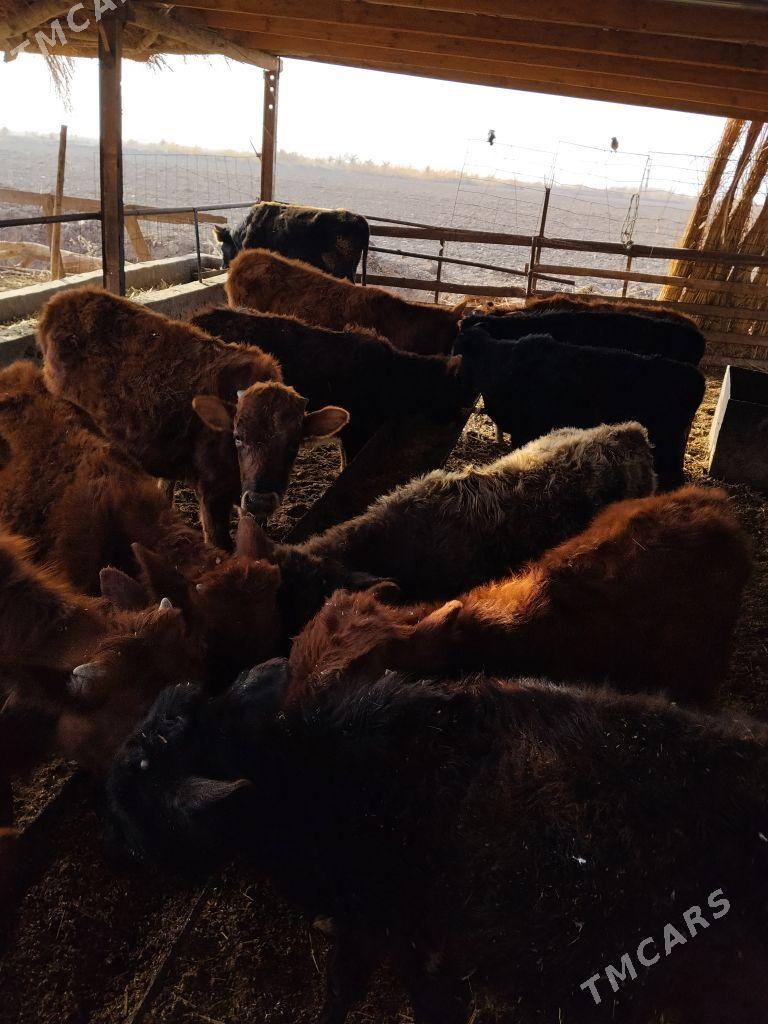 okuzceler - Dänew - img 1