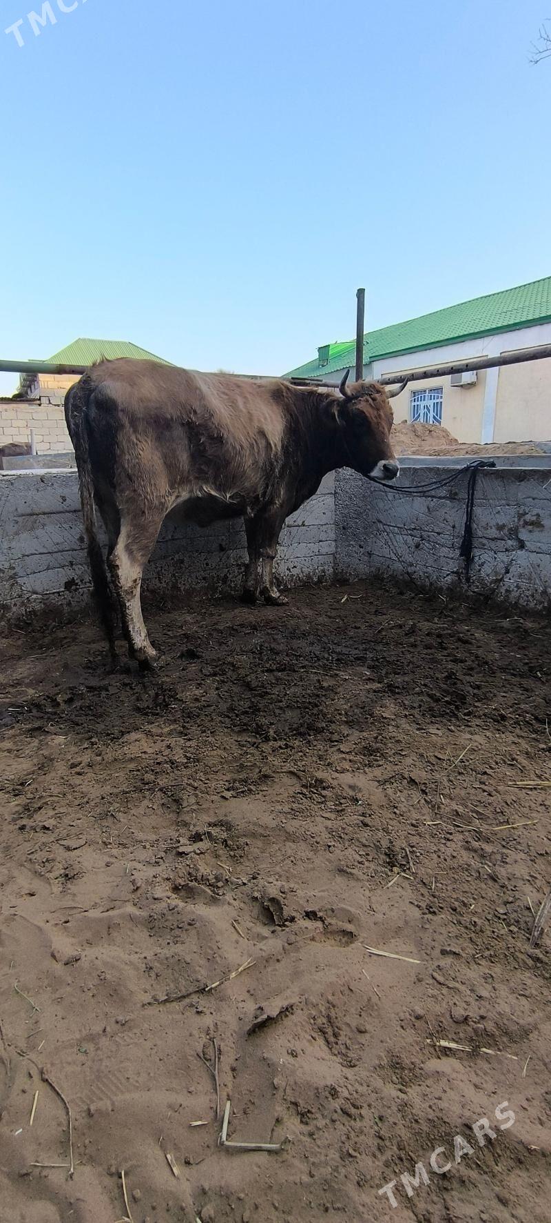 BOGAZ SYGYR - Чоганлы - img 1