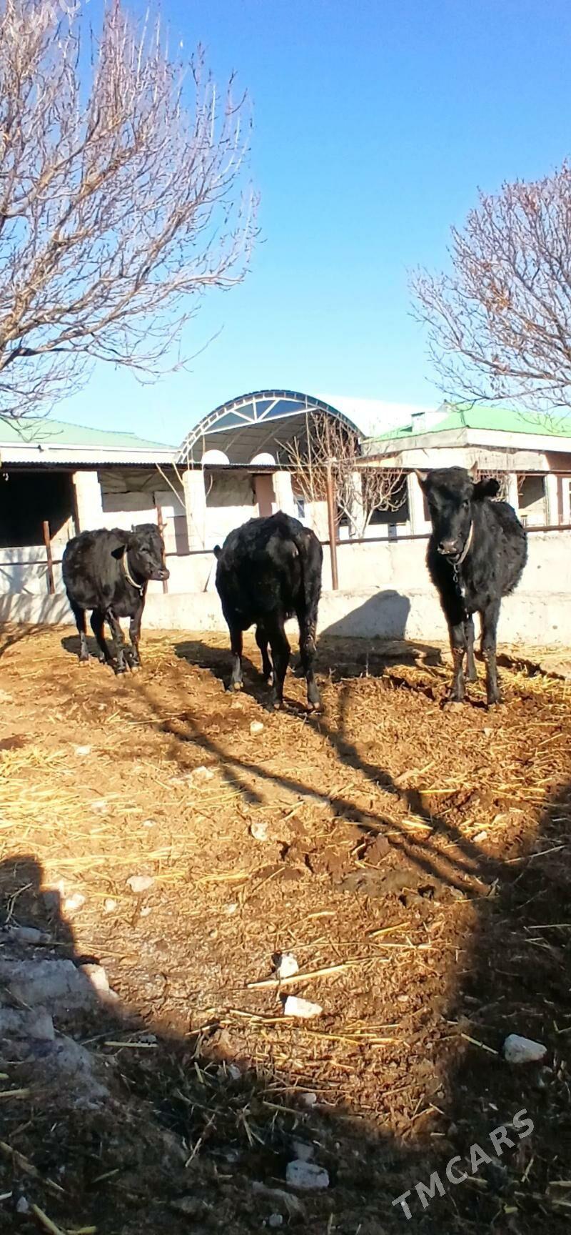 B0G0Z TÜWELER - Herrikgala - img 1