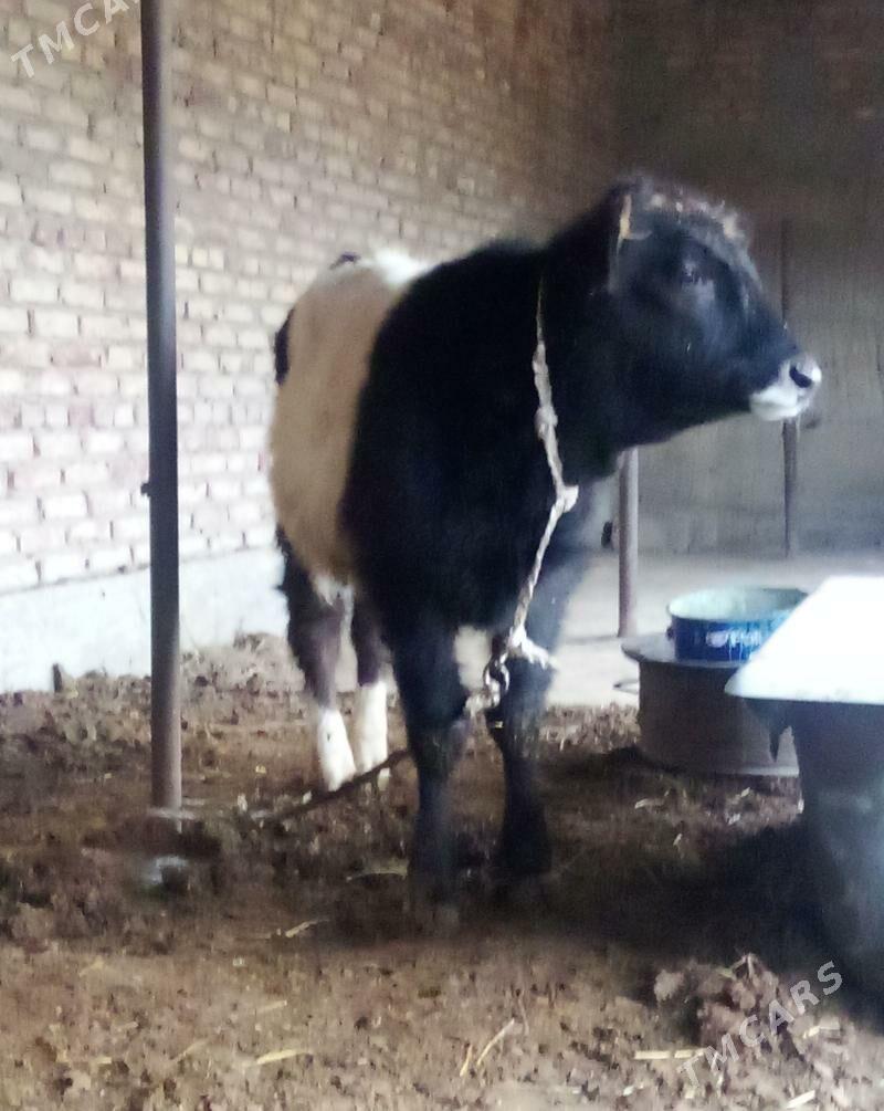 Öküz Tohum Gibrit - Гёкдепе - img 1