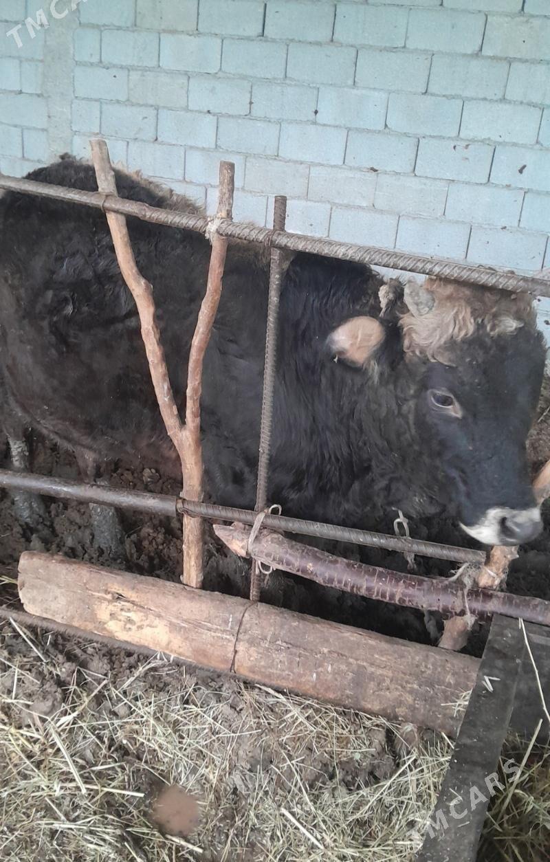 Öküz bakylan - Gökdepe - img 1