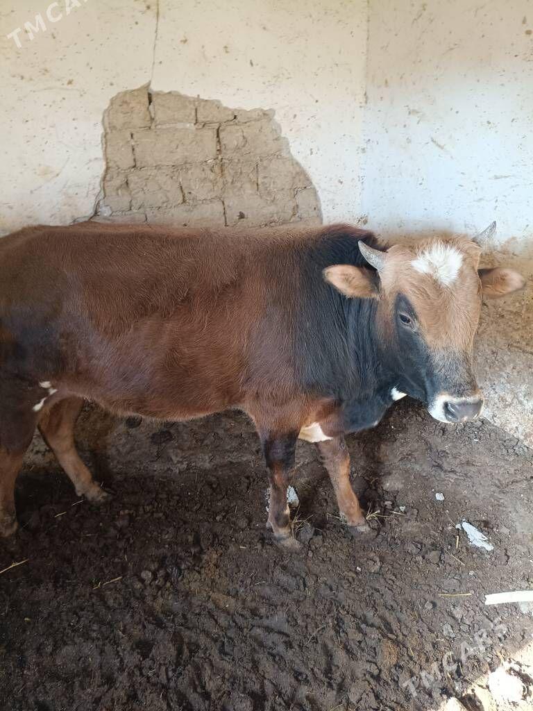 öküz - Köýtendag - img 1