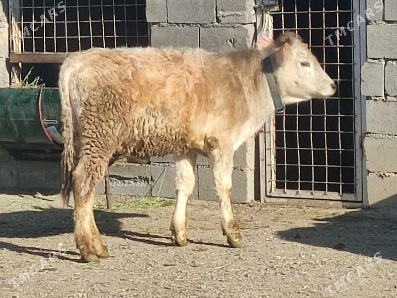 2 sany tohum okuz - Gökdepe - img 1