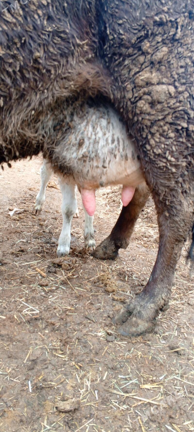 golei sygyr - Бахарден - img 1