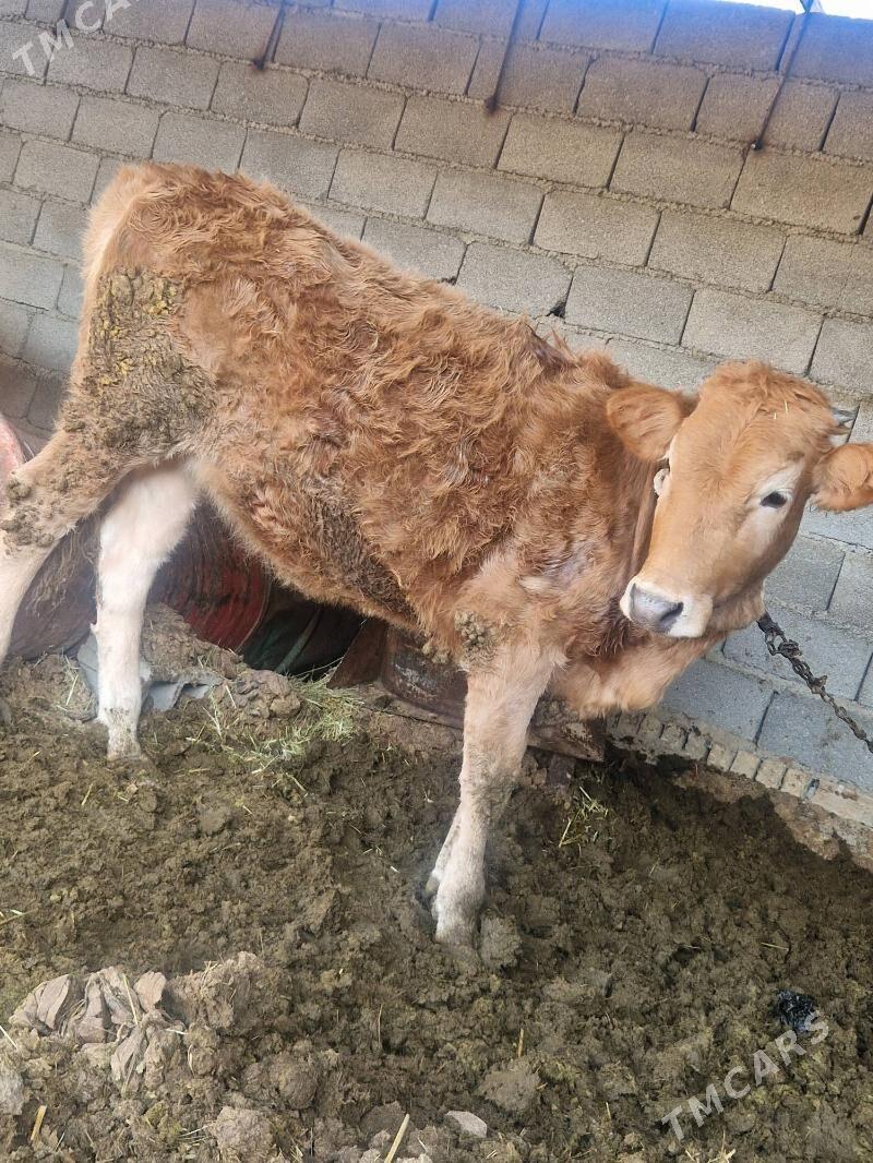 tuwe - Bäherden - img 1