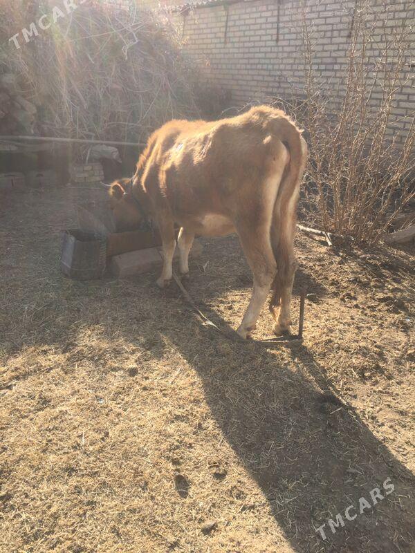 bogaz gulajyn - Сакарчага - img 1