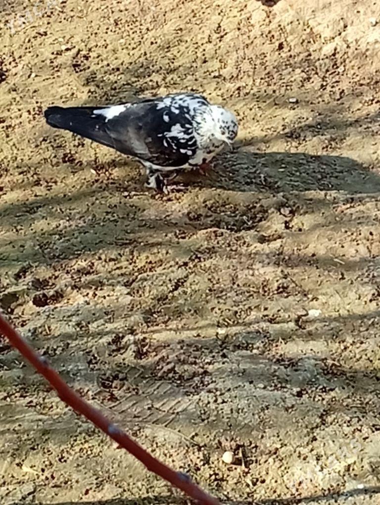 Kepderi - Ашхабад - img 1