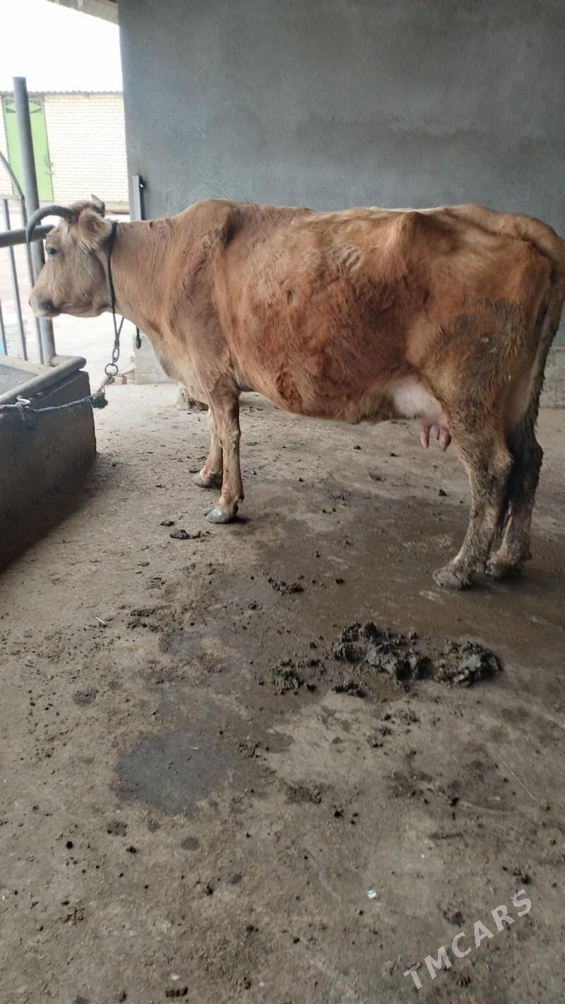 Sygyr Göleli - Бабадайхан - img 1