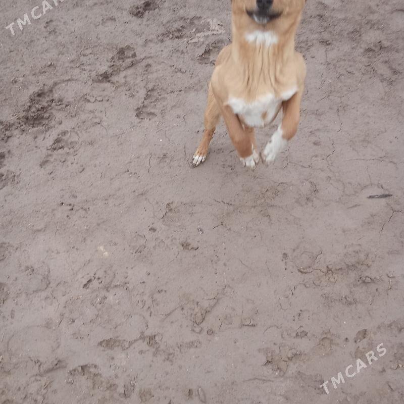 tazy гайын тазы - Akdepe - img 1