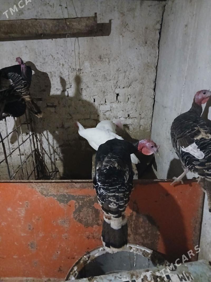 induklar - Кака - img 1