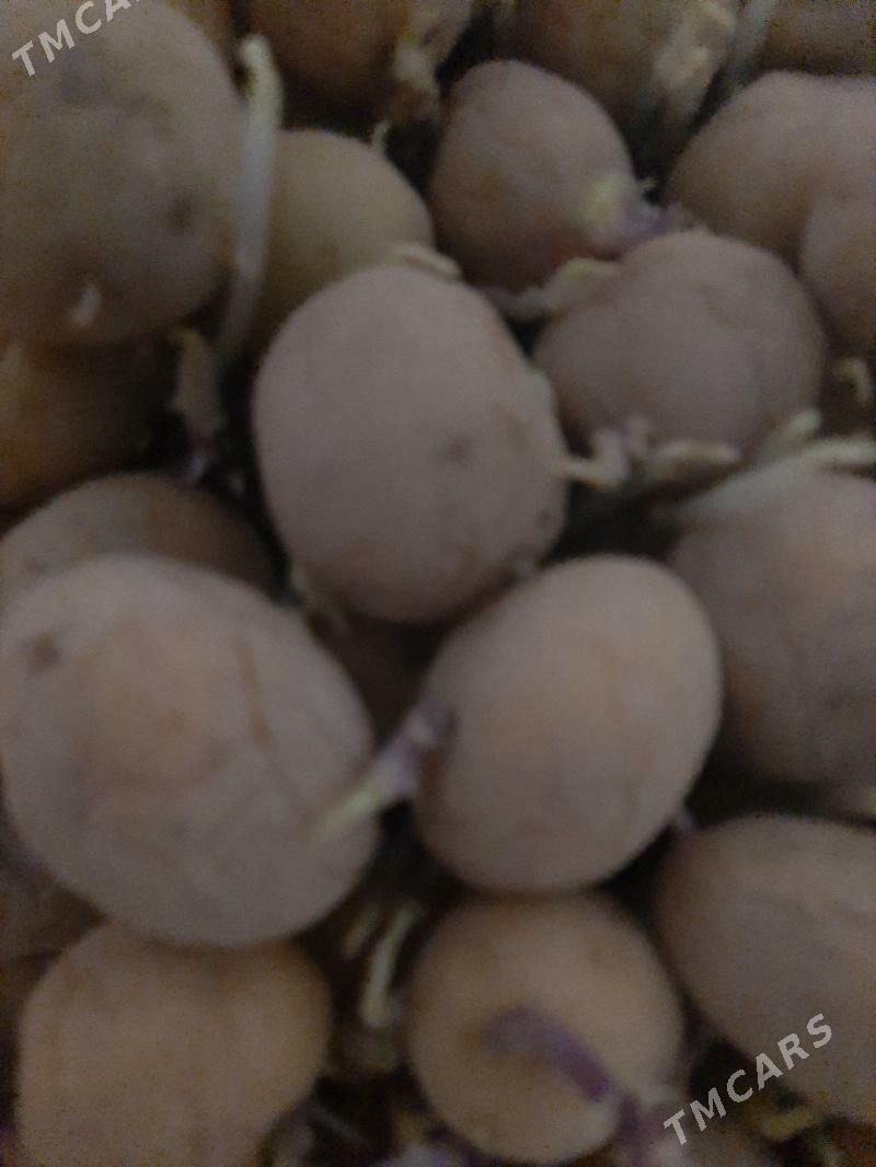 Картошка - Гурбансолтан Едже - img 1