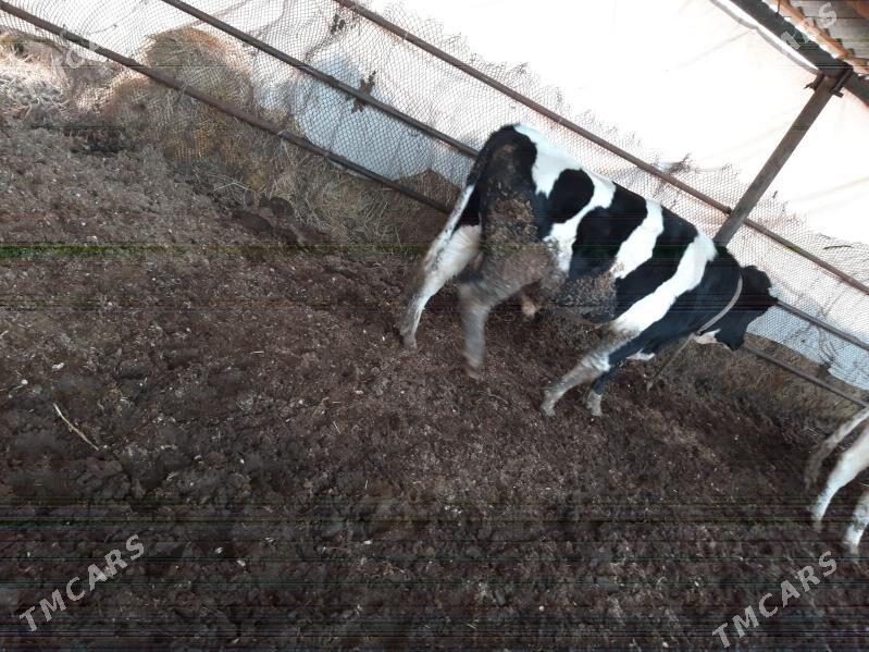 okuz - Çärjew - img 1