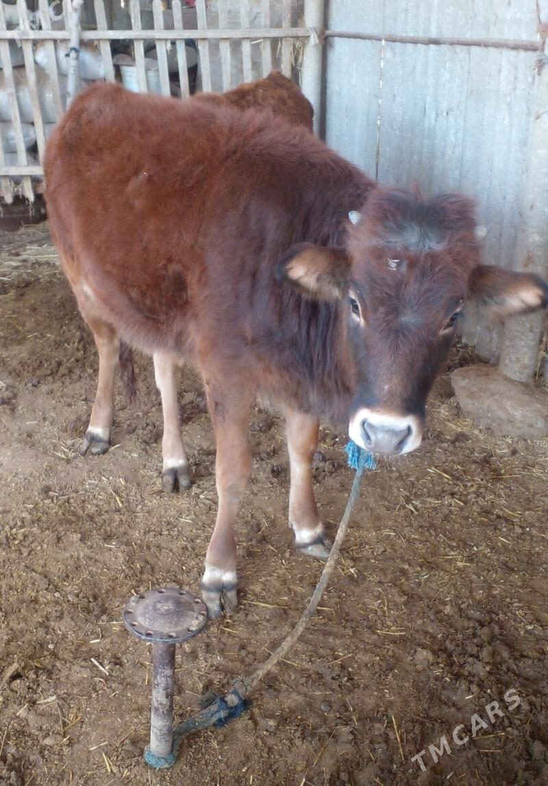 Tüwe - Babadaýhan - img 1