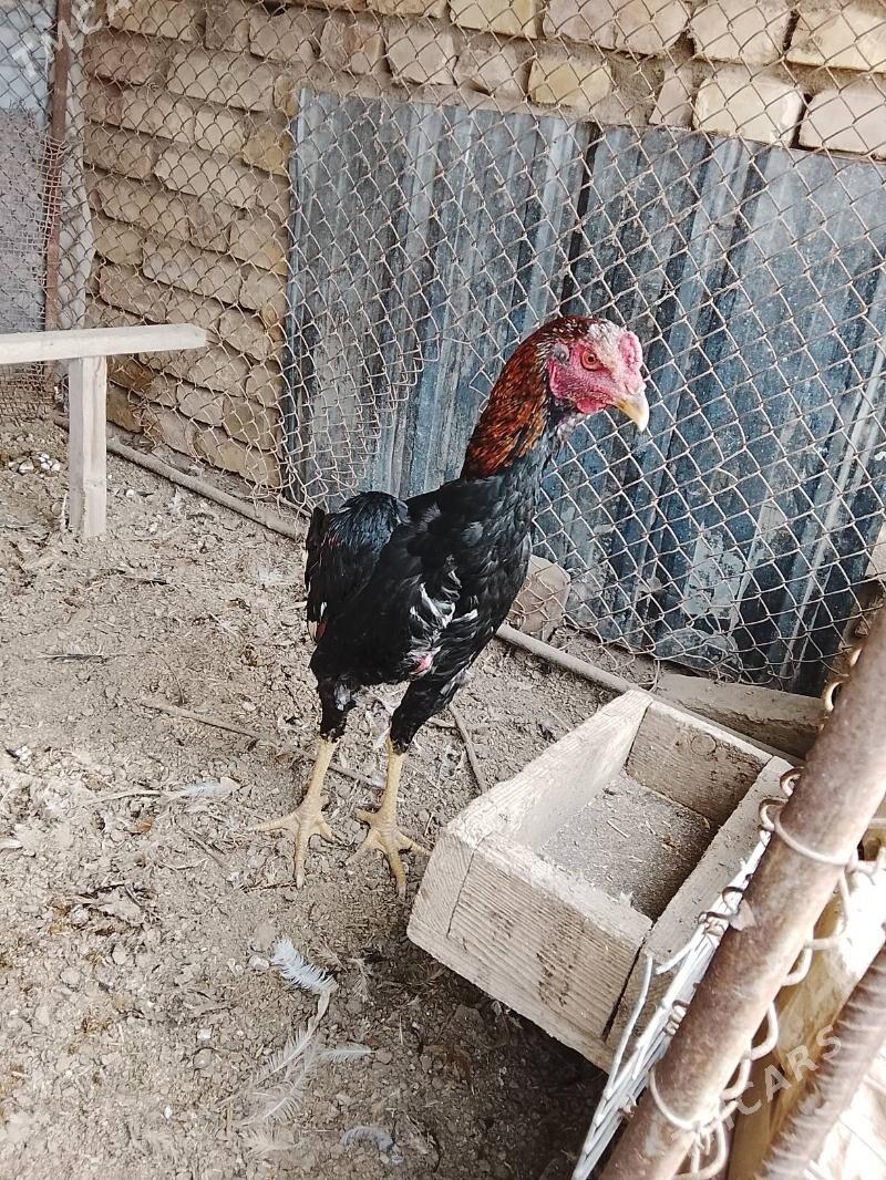 horaz - Туркменабат - img 1