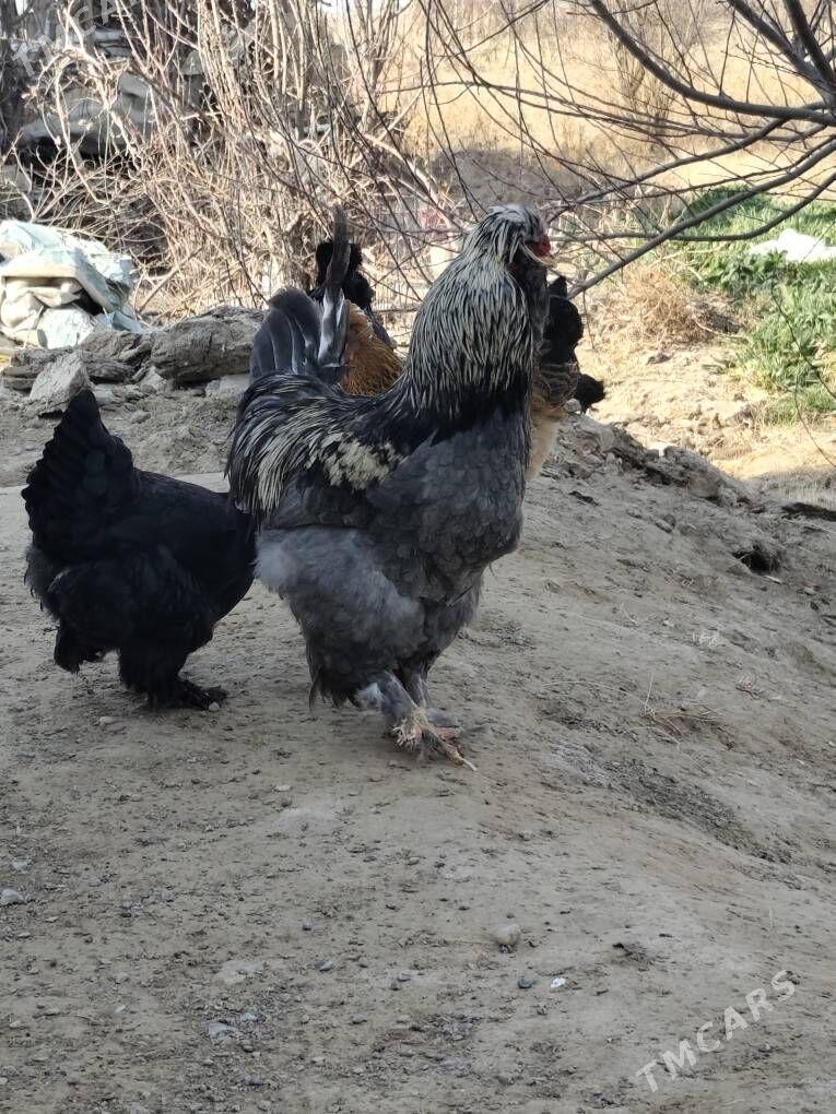 тройка двойка товык - Шатлык - img 1