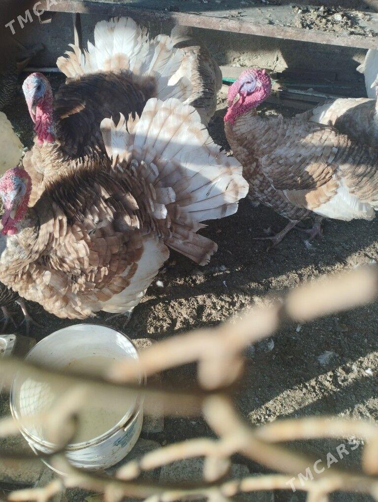 induk - Ашхабад - img 1