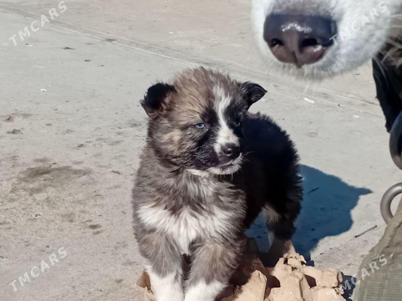 Amanowa - Тязе заман - img 1