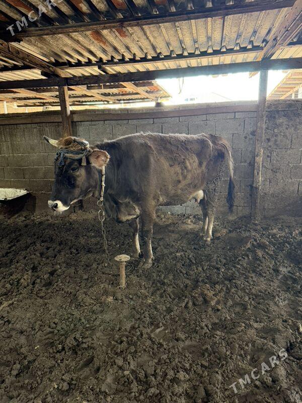 bogaz sgyr - Кëши - img 1