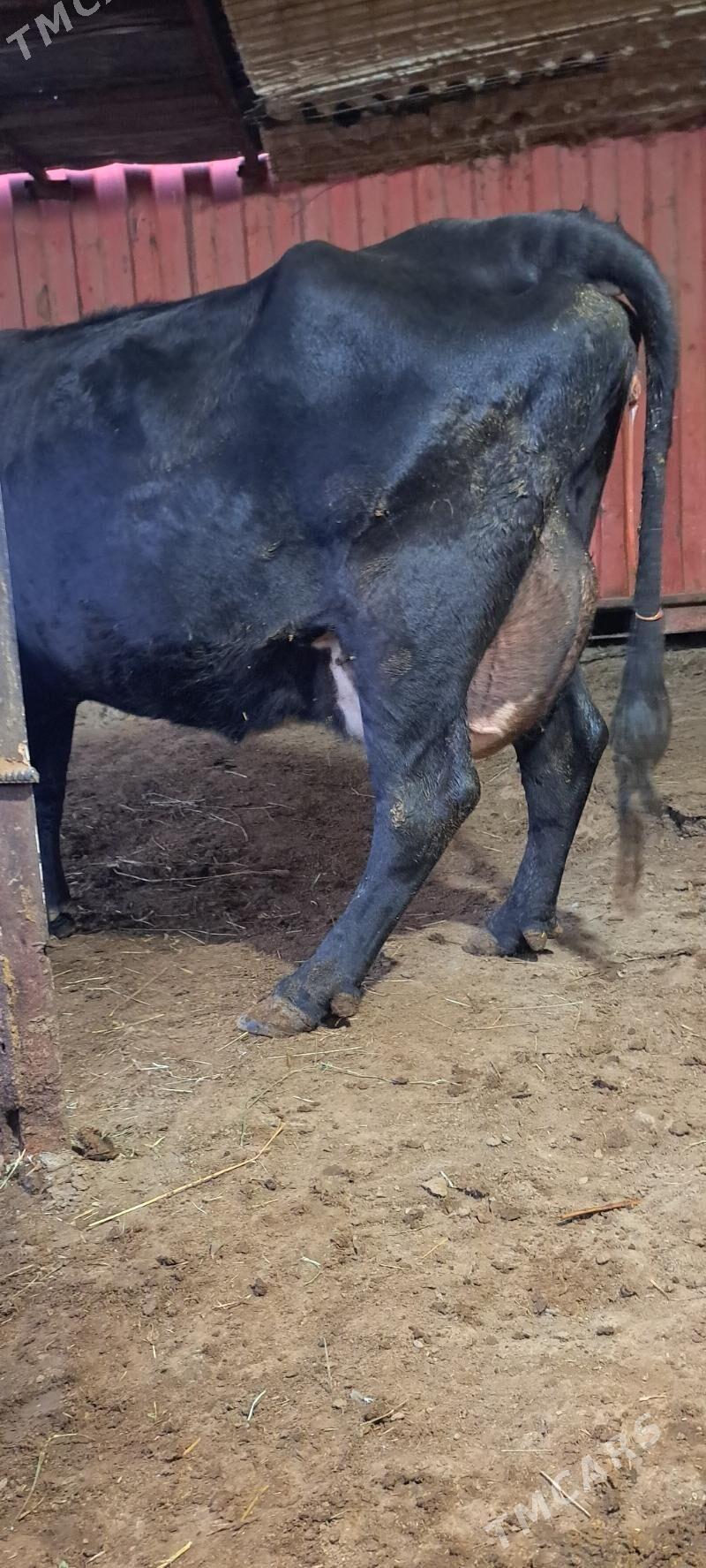 Galişteýin golleli sygyr - Гёкдепе - img 1