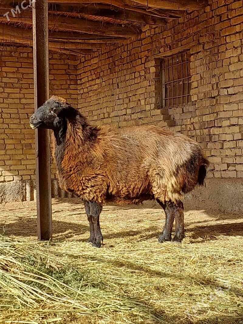 Gisar goyun iri agramly goyun - Чарджоу - img 1