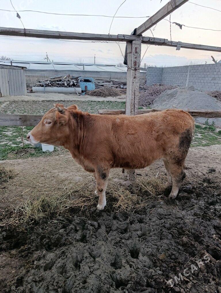 gole - Гёкдепе - img 1