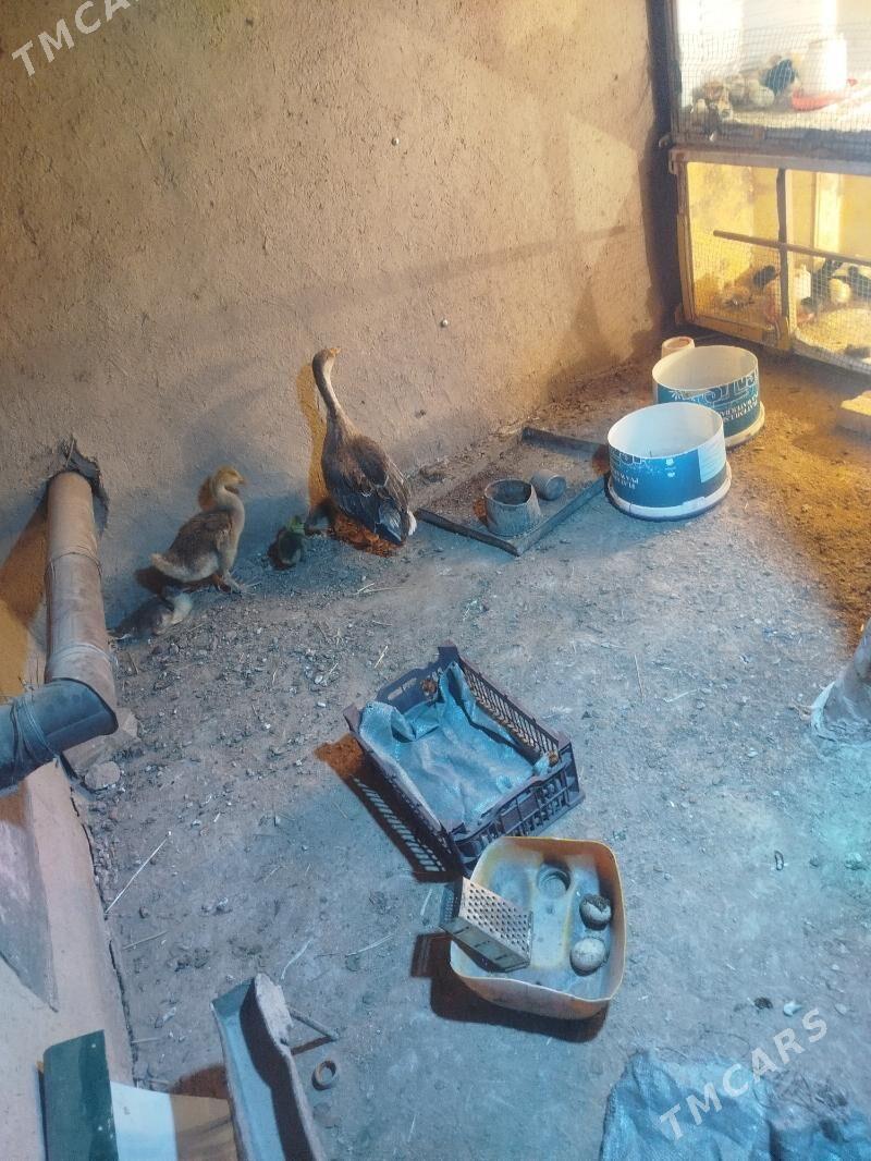 газ жуже - Farap - img 1