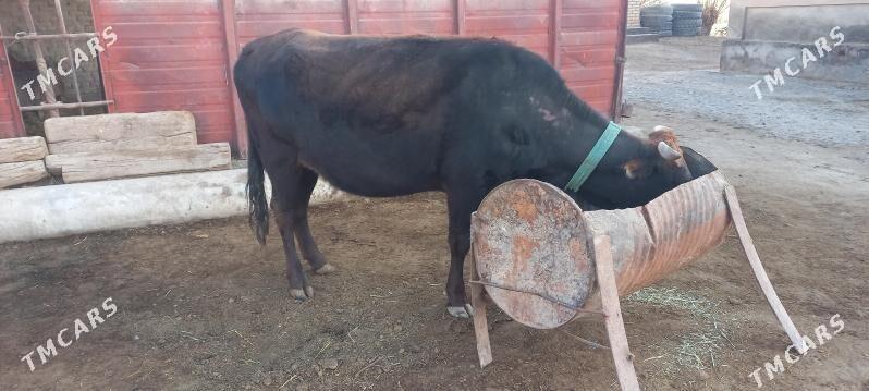 agyr bogaz - Мары - img 1