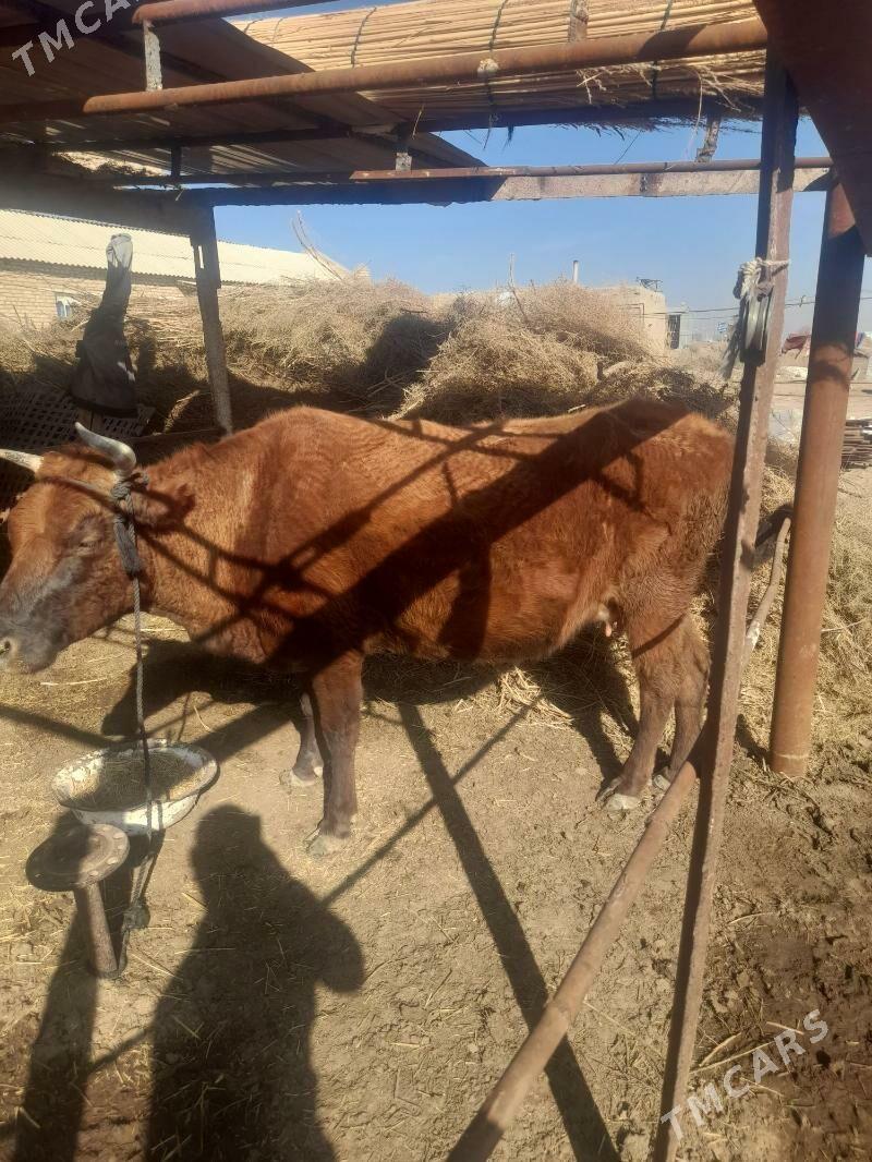 göleli we ele sagyly - Mary - img 1