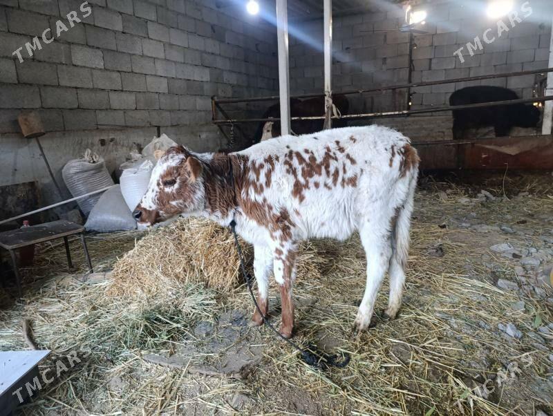 GOLE - Бузмеин - img 1