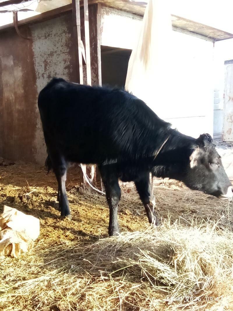 Tohum Tüweler 2 sanak - Gökdepe - img 1