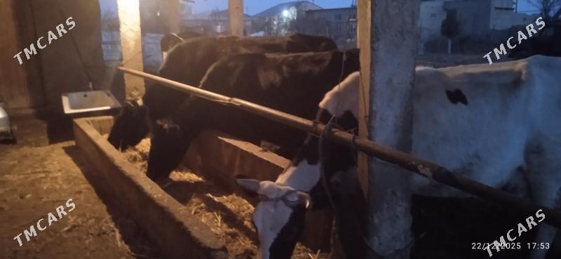 galyşteýin sygyrlar - Dänew - img 1