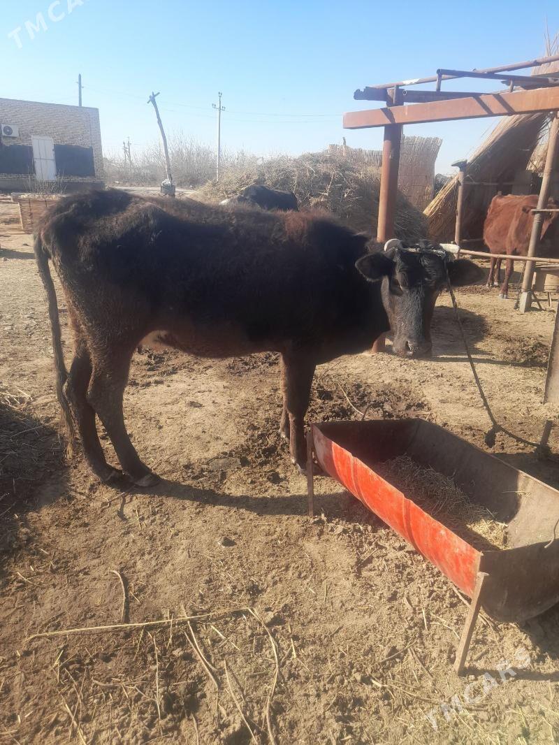 şwes sygyr 1 guzlan - Mary - img 1