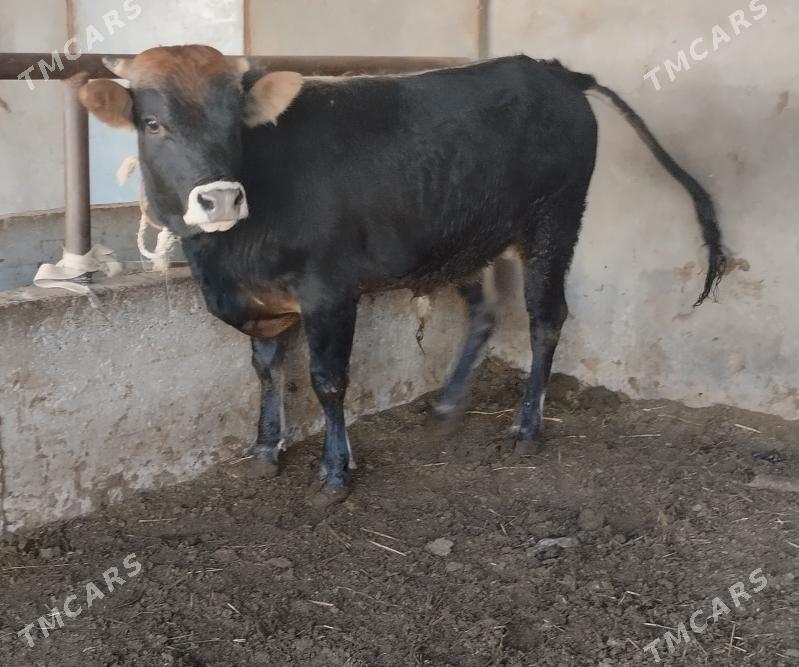 satlyk okuzler - Büzmeýin - img 1