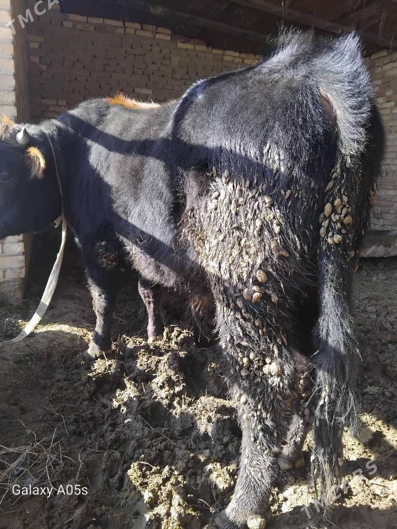 okuz we gulajyn - Мары - img 1